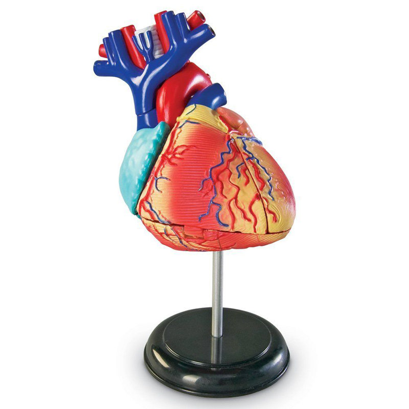 Anatomie du coeur du modèle