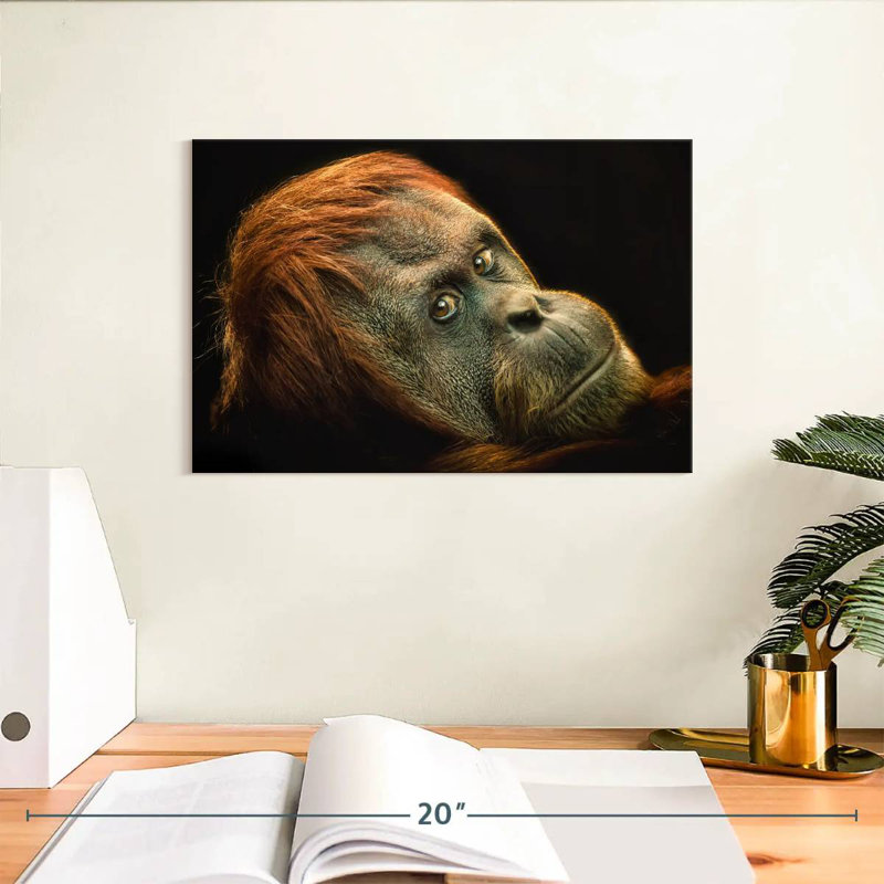 Brampt Dramatic Orangutan, 8" H x 12" W