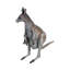 Statue kangaroo australienne outback