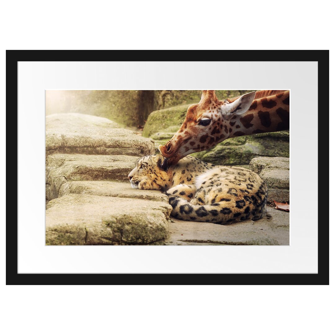 Gerahmtes Poster Leopard und Giraffe