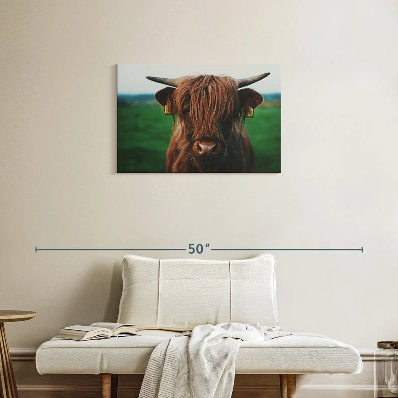 Gros plan sur une vache Brampt Highland, H 20 po x l 30 po