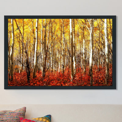 Birch Trees - Single Picture Frame Photograph