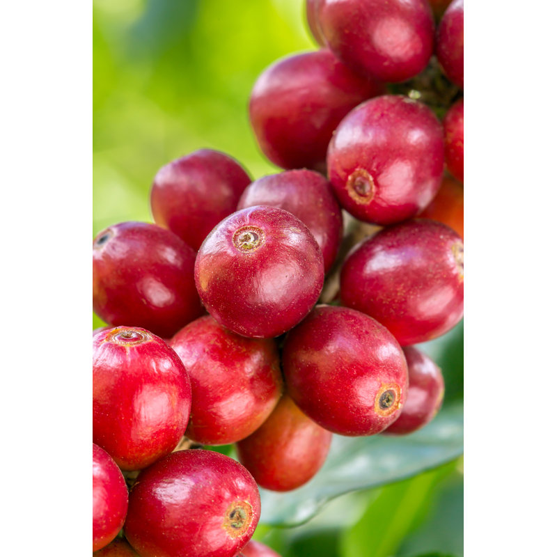 Coffee Bean - Photographie sur toile tendue, L 32 po x H 48 po