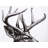 Roe Deer Plume Print On Canvas