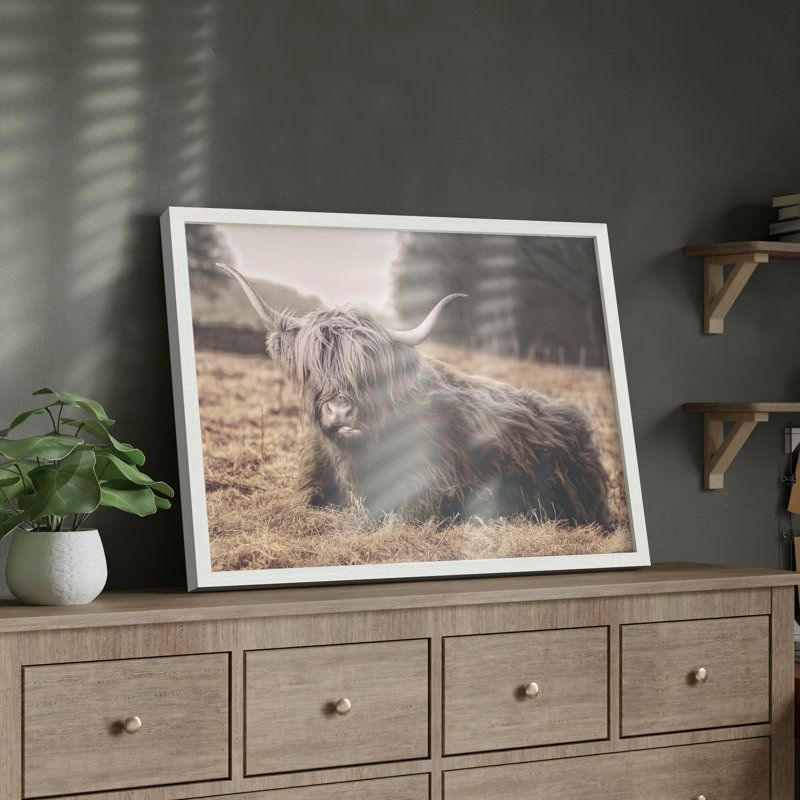 Illustration d'une petite vache Highland, H 11 po x l 14 po, Blanc