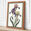 Three Irises in Bloom Botanical - Wrapped Canvas-1656220972-1656220982