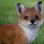Statue debout fox pup