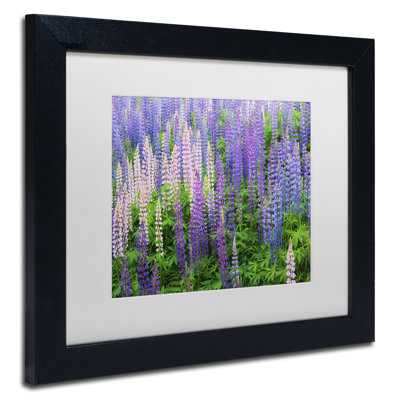 " Blue Pink Lupine Flower Field " by Cora Niele