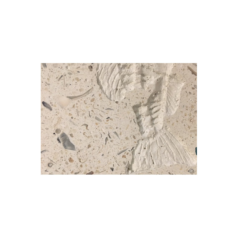 6" x 6" SeaStone Fish Tail Fossil Square Edge Medallion Tile in White