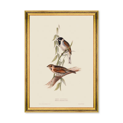 REED BUNTING