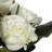 Roses Bush-1049466424