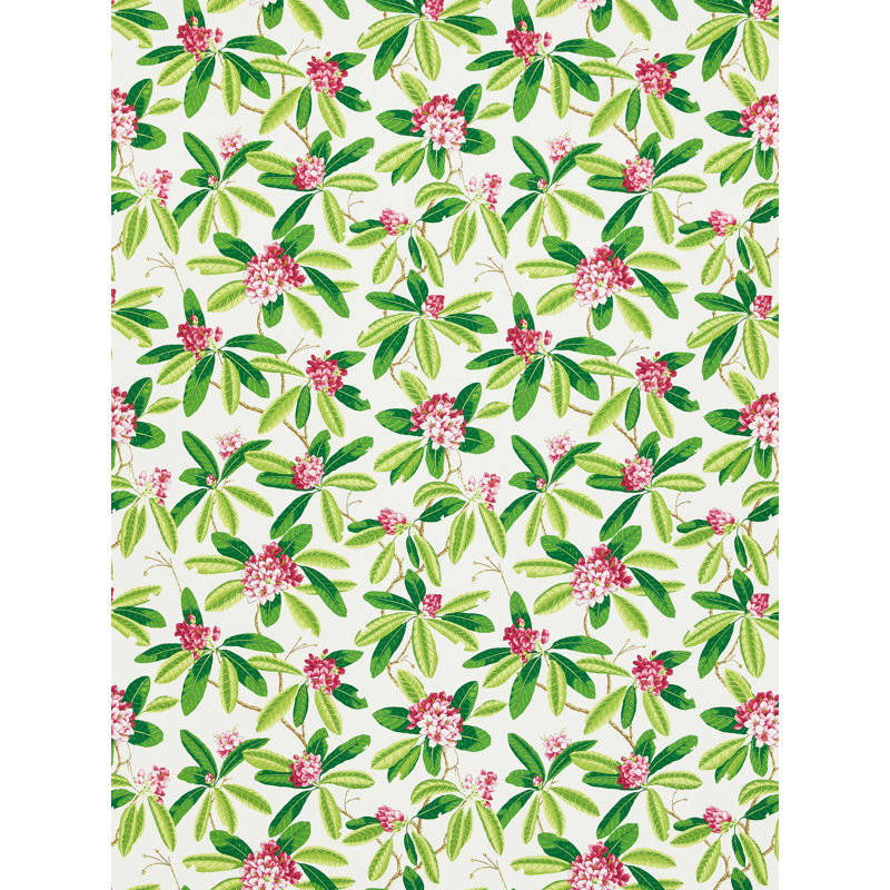 Rhododendron - extérieur, Fuchsia