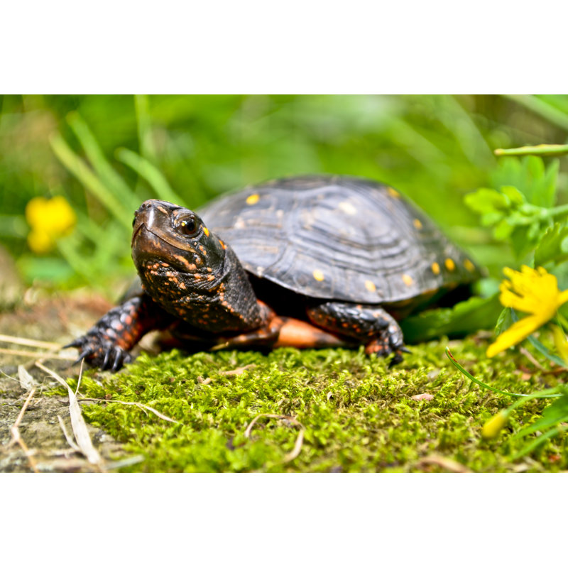 Spotted Turtle by JasonOndreicka - Wrapped Canvas Print, 30cm H x 46cm W