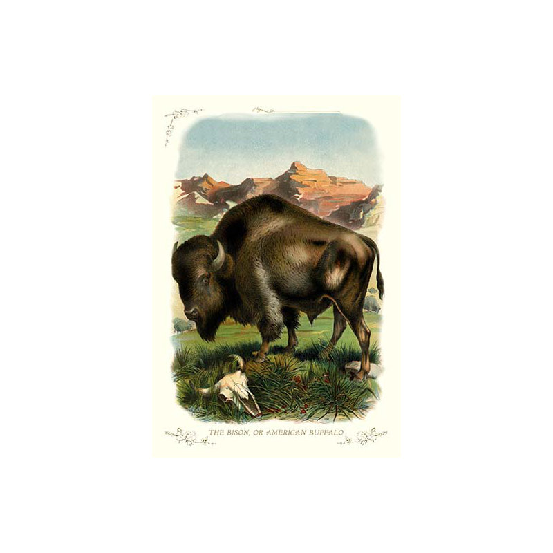 « bison », ou « american buffalo »