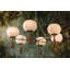 Lustre NIYA par Mandy Cheng x Mitzi