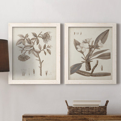 Toile encadrée antique antique sépia Botanicals - prête à être accrochée