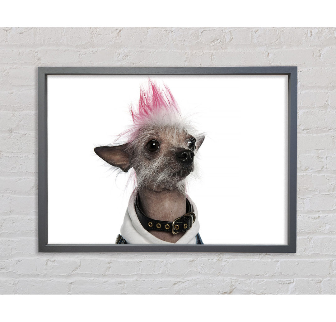 Gerahmtes Leinwandbild Chinese Crested Punk Dog