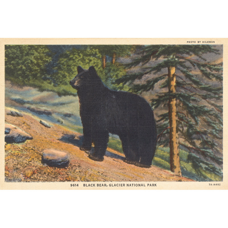 Black Bear I Crop by Wild Apple Portfolio - Wrapped Canvas Painting, 81cm H x 122cm W