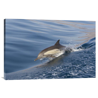 " Long-Beaked Common Dolphin Porpoising "