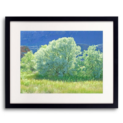 Spring Russian Olive Tree Design Watercolour Painting Print