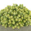 Sedum Arrangement in Fiberstone Pot-736966111