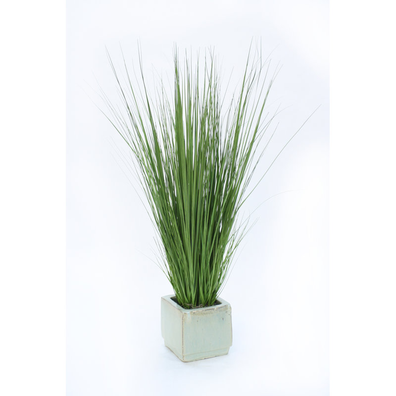 42'' Onion Grass Grass in Stone Pot