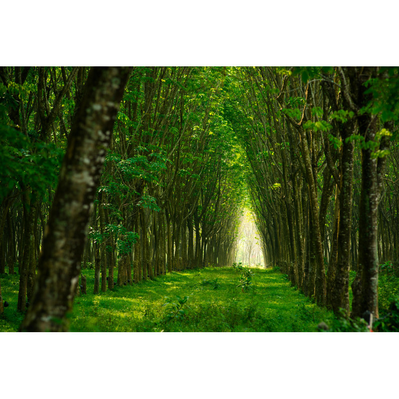 Rubber Trees - Wrapped Canvas Print, 30cm H x 46cm W x 3.8cm D