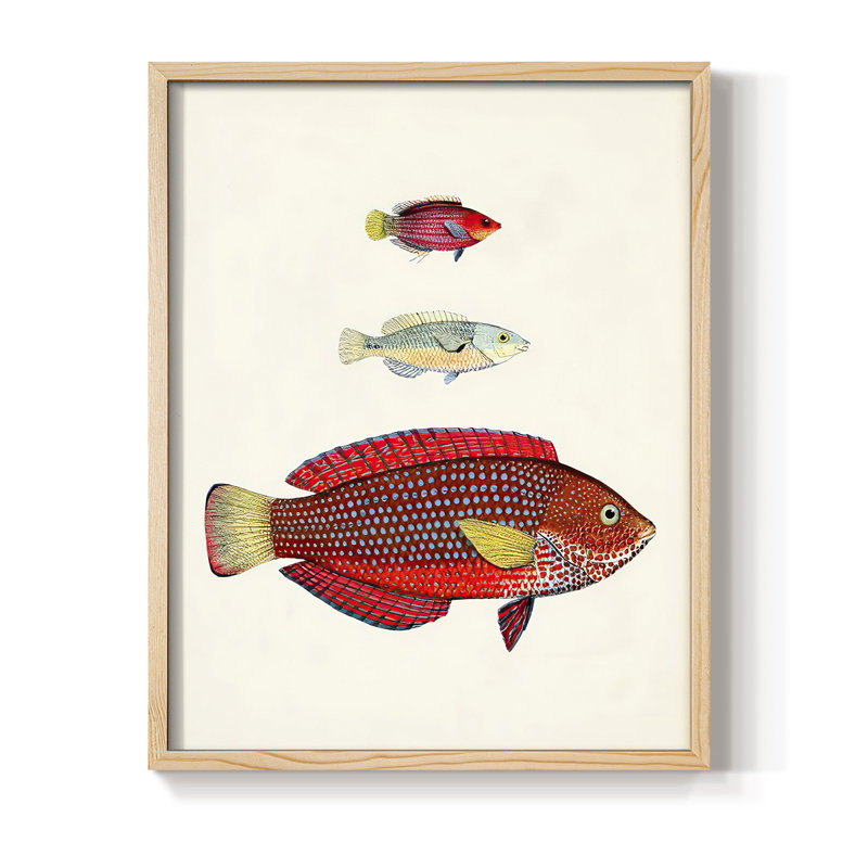 «Colorful Tropical Fish II», reproduction encadrée - bois massif, H 11 po x l 9 po