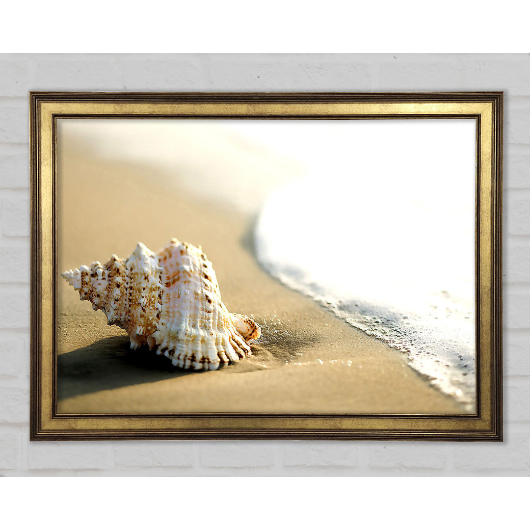 Gerahmtes Leinwandbild Whelk Shell On The Beach 2