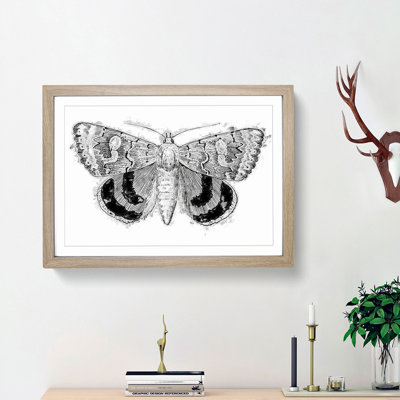 Sleepy Underwing Moth by S.F. Denton - Picture Frame Painting Print
