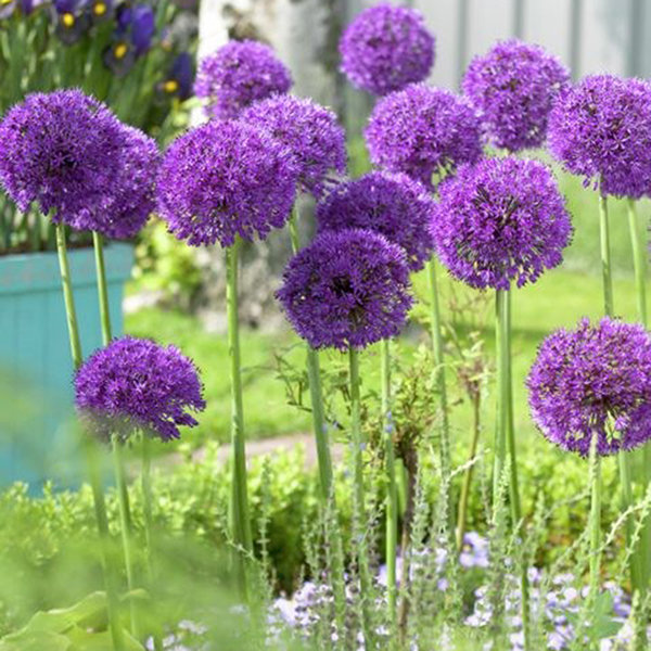 Allium Sensation Bulb