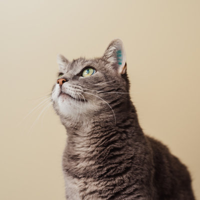 Adorable Curious Pet Cat At Home by Knape - No Frame Art Prints on Canvas