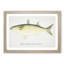 Illustration of a Sand Mullet Fish by F.E. Clarke - Picture Frame Painting Print-55579596-55579601