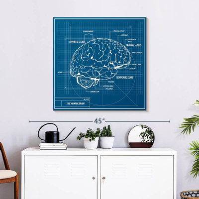 Schéma du cerveau humain Keiri