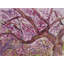 Brooklyn Botanical Gardens In Bloom Print by Diana Stelin-65852603-65827224