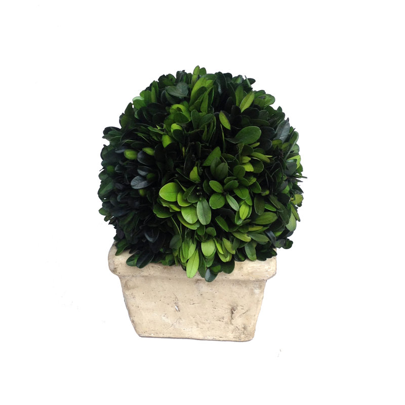 Buis Boxwood, H 8 po x l 6 po x P 6 po