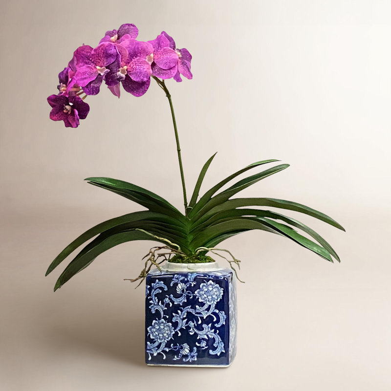Vanda Orchid In A Square Pot