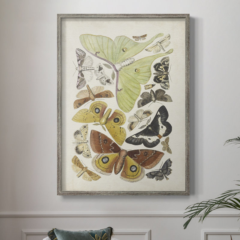 Antique Moths I Framed Print - Solid Wood