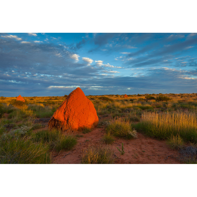 Giant Termite Mounds, Western Australia by Richard A Lock - No Frame Print on Canvas, 61cm H x 91cm W