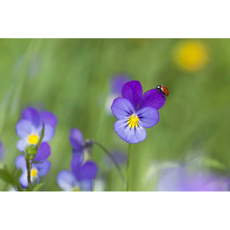 Ladybug On Heartsease by Henrik_L - Wrapped Canvas Print, 81cm H x 122cm W
