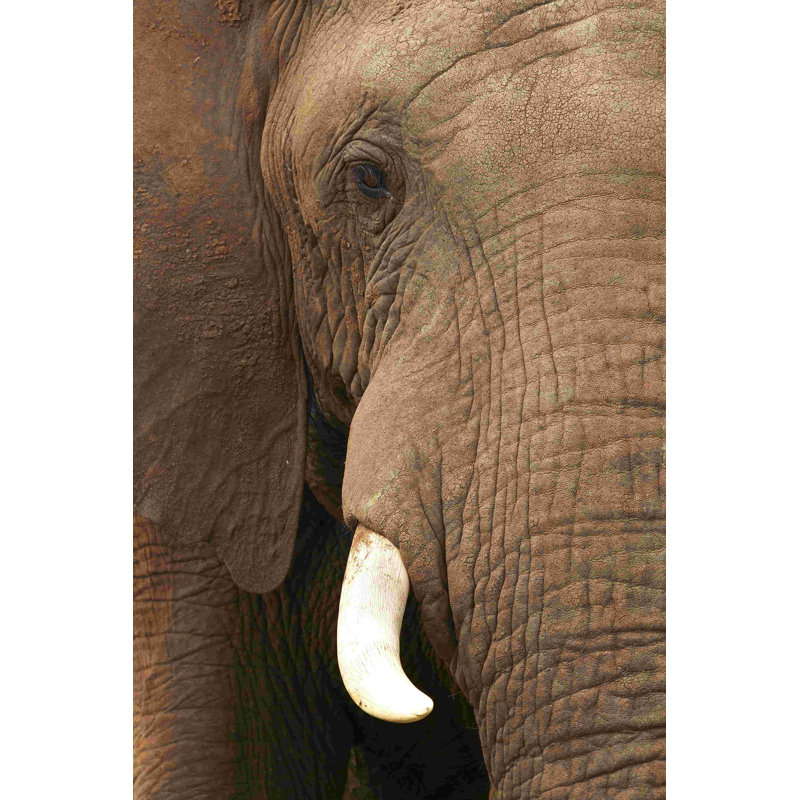 Brown Elephant - Photographie sur toile tendue, H 18 po x l 12 po
