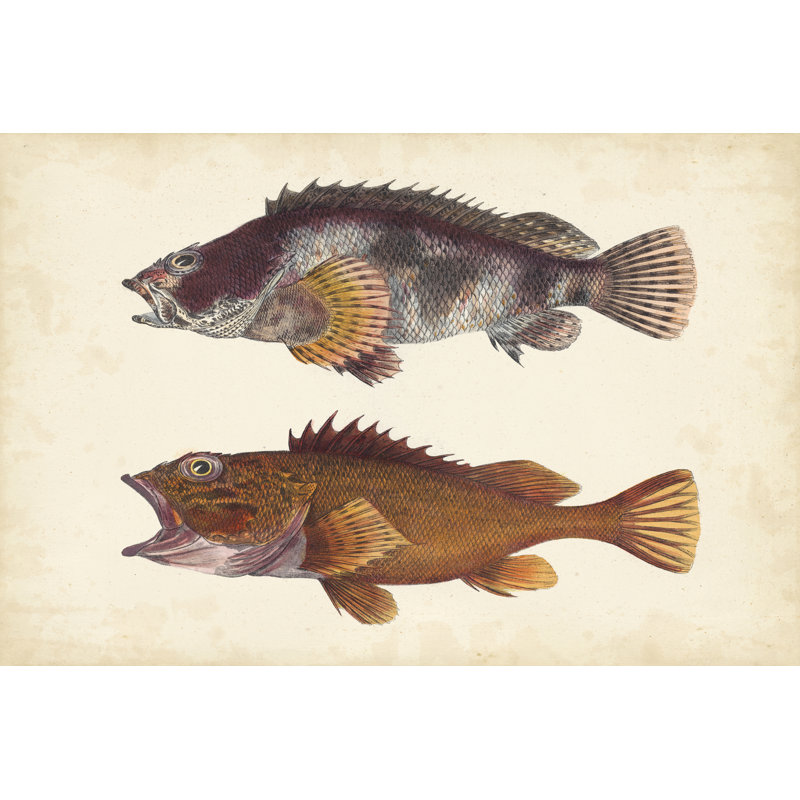 Antique Fish Species II - Painting Print, 81cm H x 122cm W, Black Floater Frame