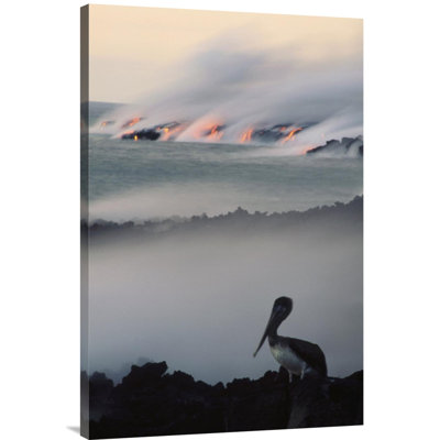 " Brown Pelican By A Lava Flow Entering Sea, Galapagos Islands, Ecuador "