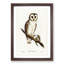 Delicate Owl by Elizabeth Gould - Picture Frame Painting Print-55491309-55491314