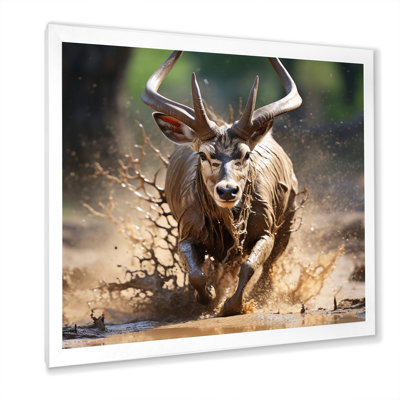 " African Greater Kudu Running "