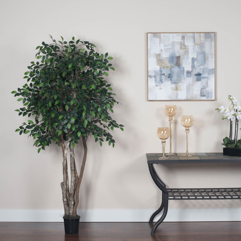 Arbre à feuillage en pot mini ficus
