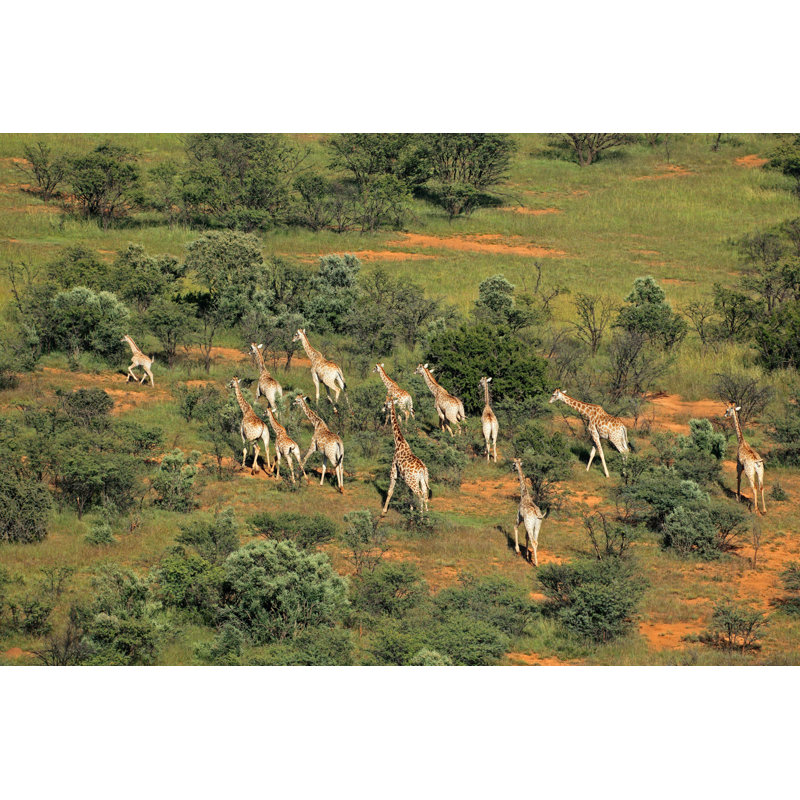 Giraffe Herd - Wrapped Canvas Print, 30cm H x 46cm W x 3.8cm D