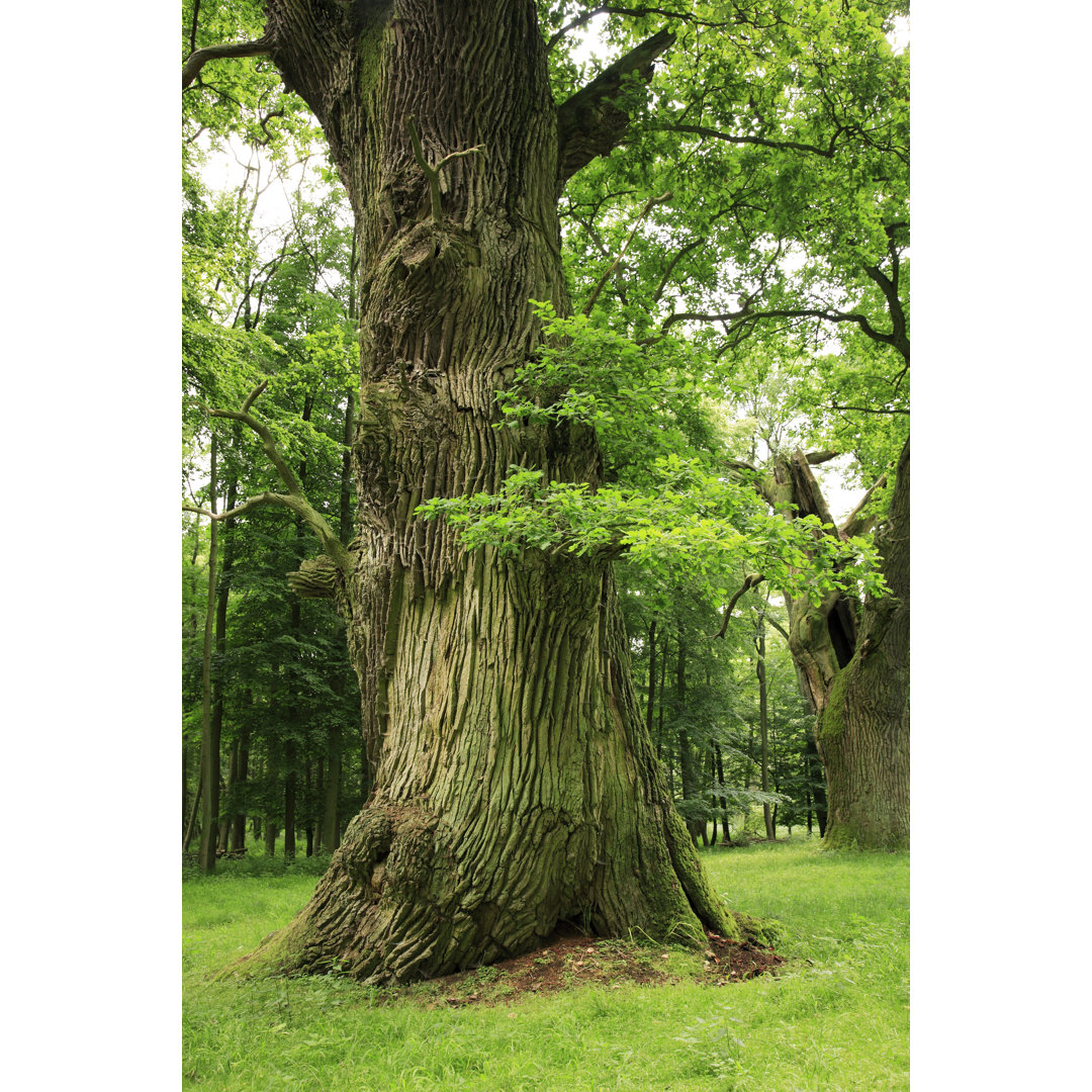 Mighty Oak Trees von AVTG - Druck auf Leinwand ohne Rahmen