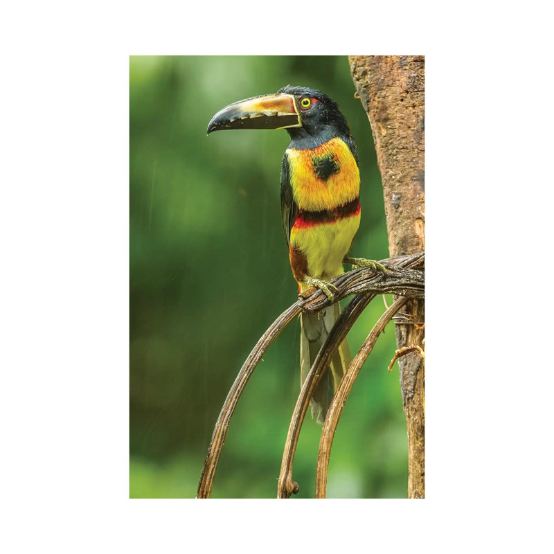 Costa Rica, La Selva Biological Research Station. Collared Aricari On Limb. by Jaynes Gallery - Wrapped Canvas Print