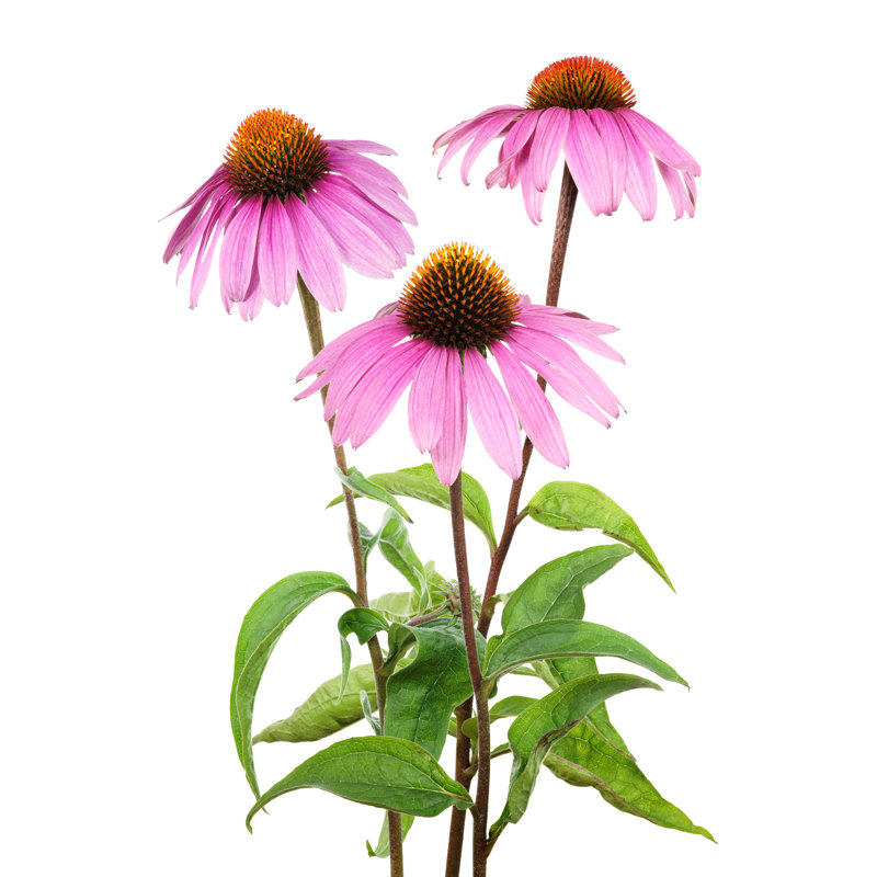 Coneflower mauve par Antimartina, H 48 po x l 32 po